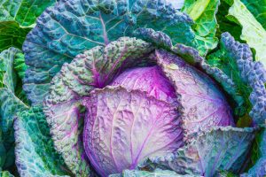 cabbage-1078163_1920