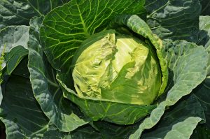 cabbage-847079_1920