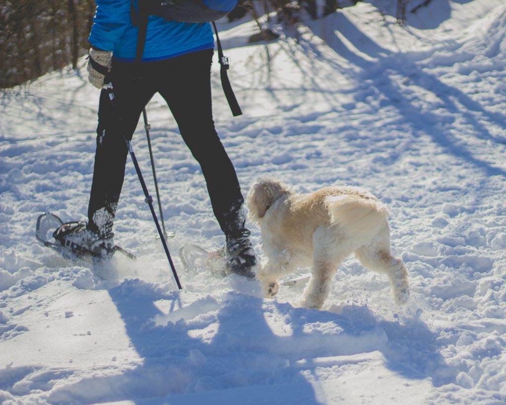 Personne chaussée de raquettes en train de marcher dans la neige avec son chien