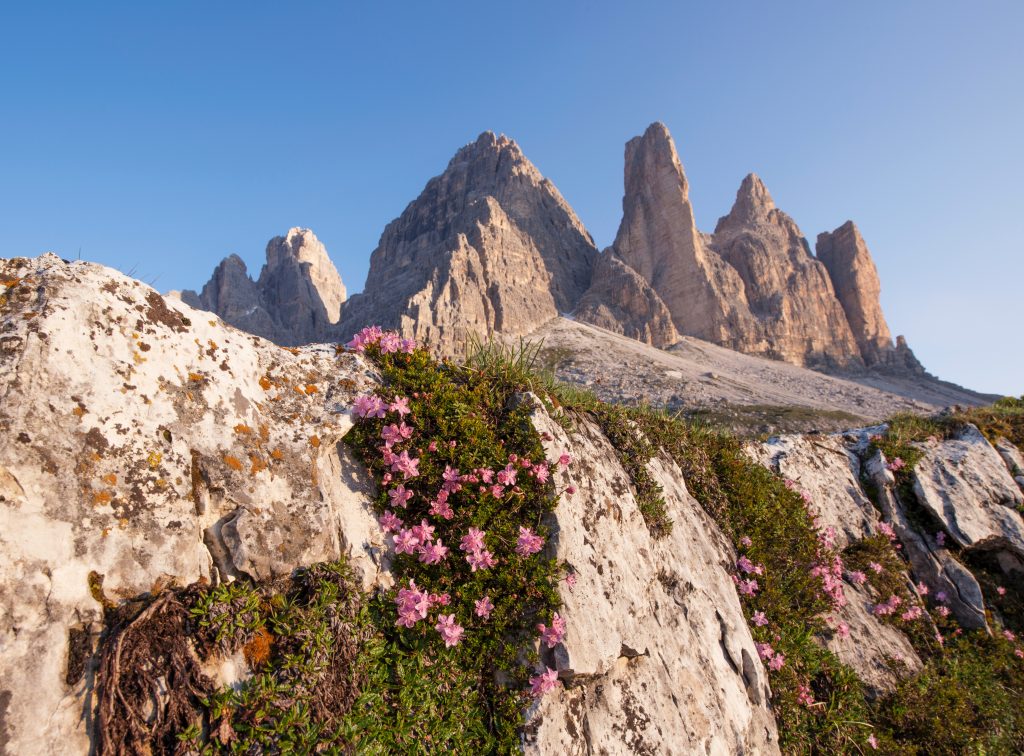 Sommets de montagne fleuris en été