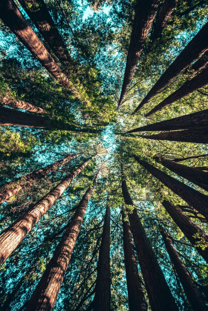 Arbres forêt montagne