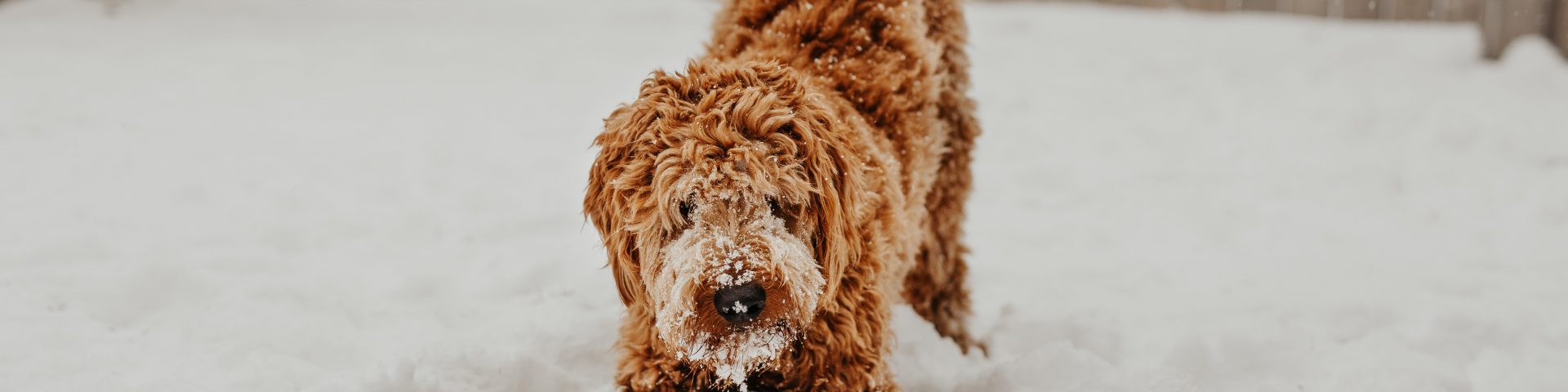 chien marron dans la neige