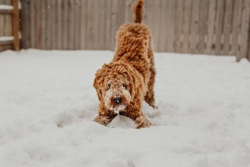 chien marron dans la neige