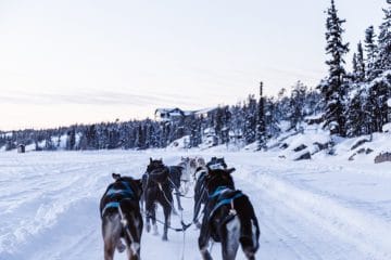 Chien de traineau